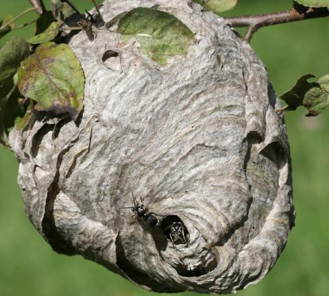 wasps bald hornets hornet controlling